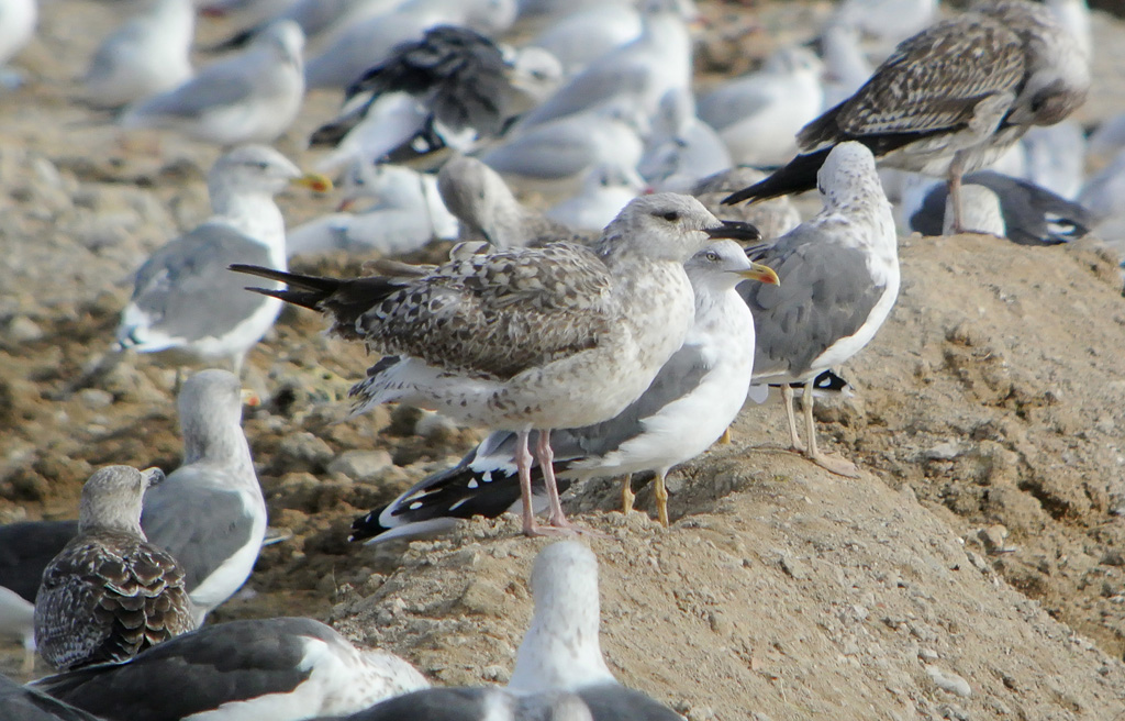 Larus aweb.jpg