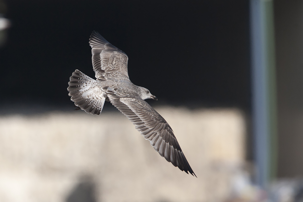 strange gull_20141111_MG_9039.jpg