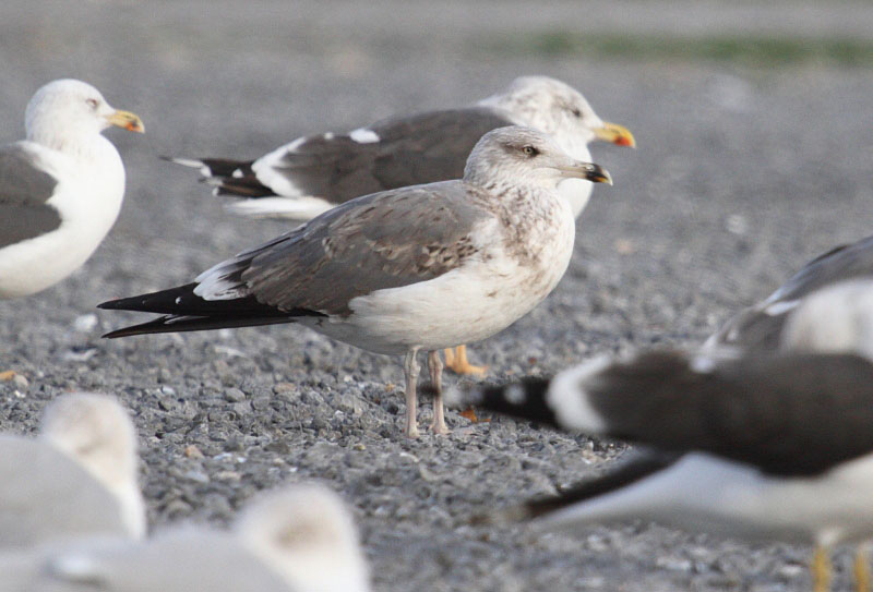 LBBGull_3c_retarded_Oostende_13-11-2014_001.JPG