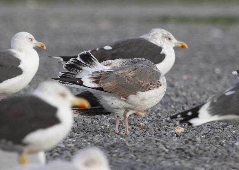 LBBGull_3c_retarded_Oostende_13-11-2014_002.JPG