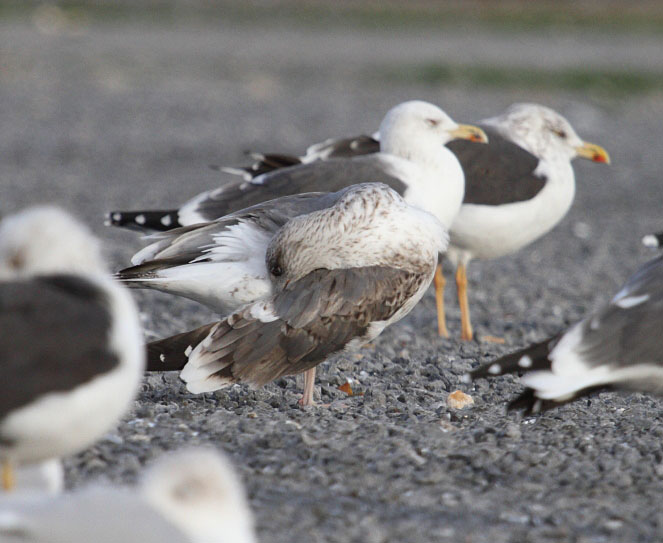 LBBGull_3c_retarded_Oostende_13-11-2014_003.JPG