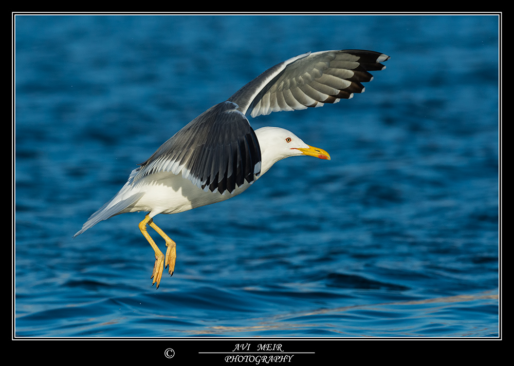 _02E2686 Steppe Gull, Eilat, 28.22014.jpg