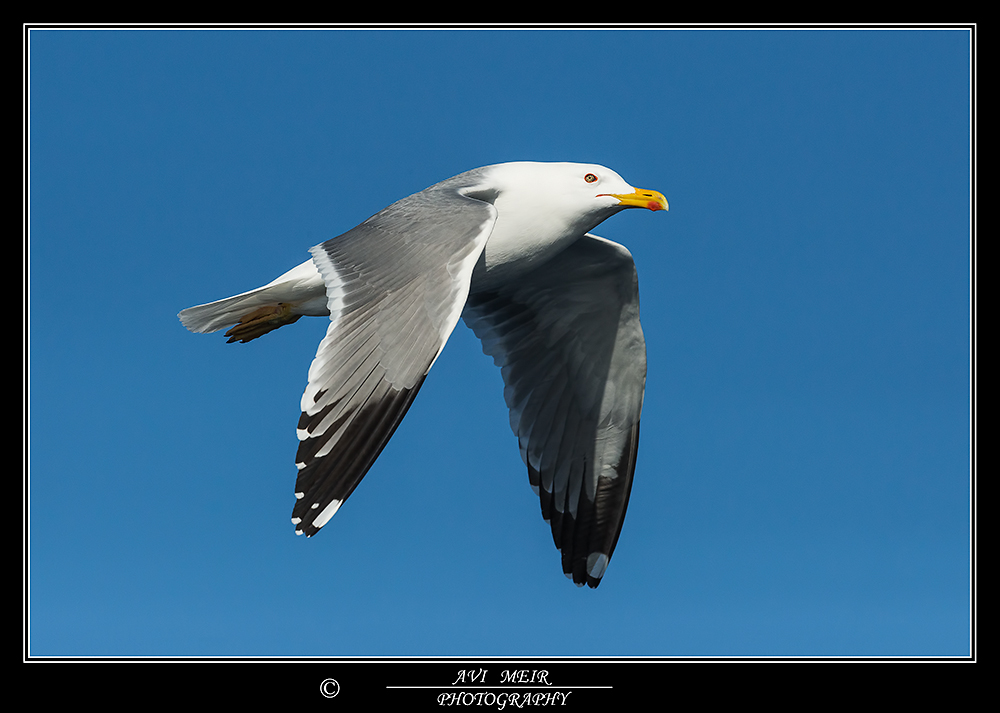 _02E3678 Steppe Gull, Eilat, 28.22014.jpg