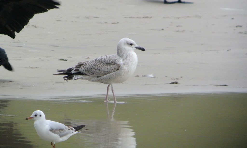 Gaviota Patiamarilla w.jpg