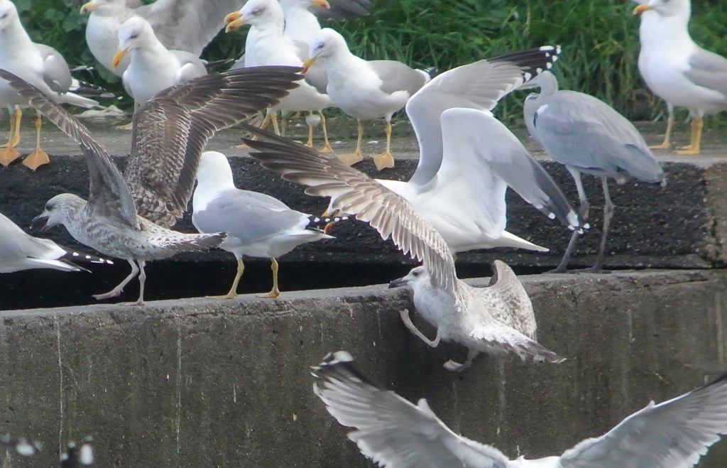 Gaviota Patiamarilla f w.jpg