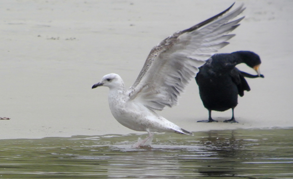 Gaviota Patiamarilla b w.jpg