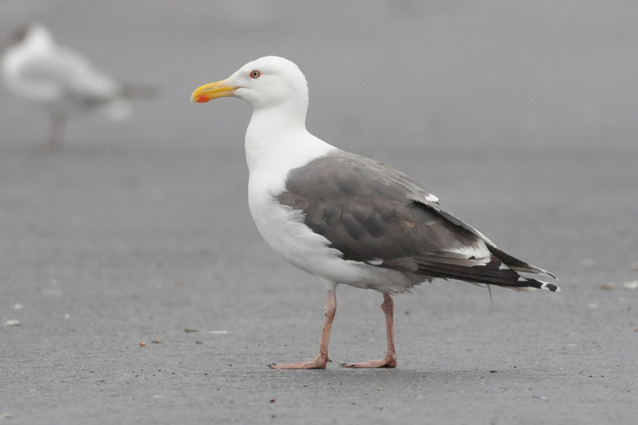 Larus_15_07_2011_2.jpg