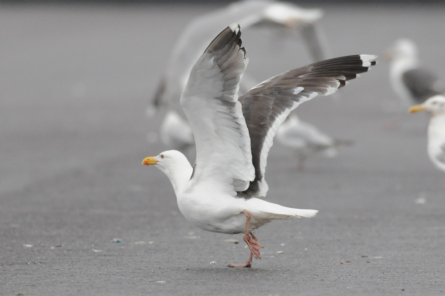 Larus_15_07_2011_3.jpg