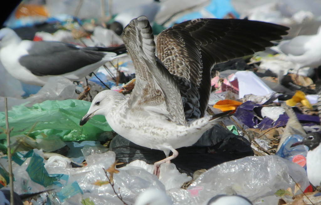 Gaviota WEB 1.jpg