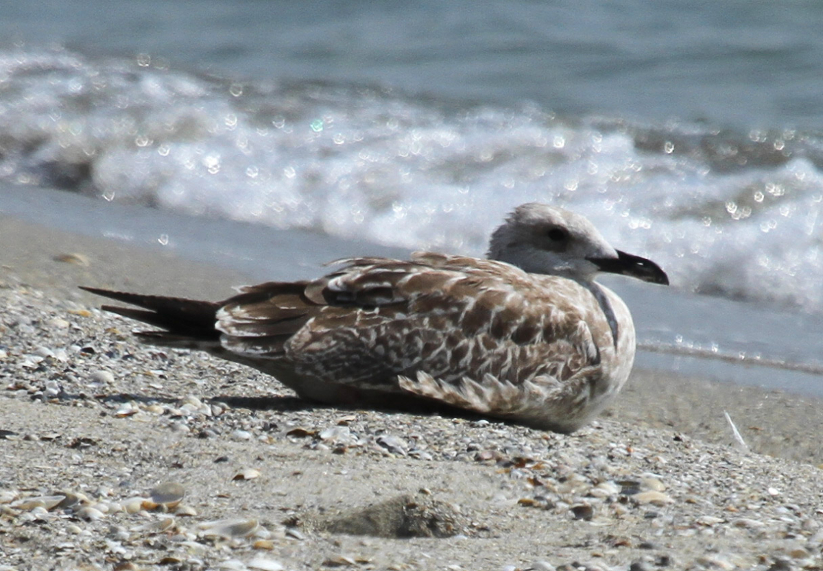 8 2015.08.15 vadu lb 0468 odd 1cy cachi with 2nd gen. type lower tertials and inner coverts.JPG