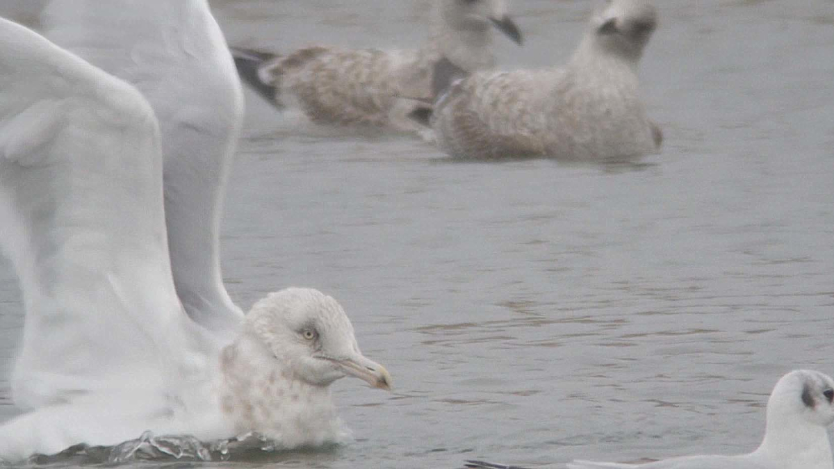 Glauc Ad 4w 3 AVL 21 01 2016.jpg