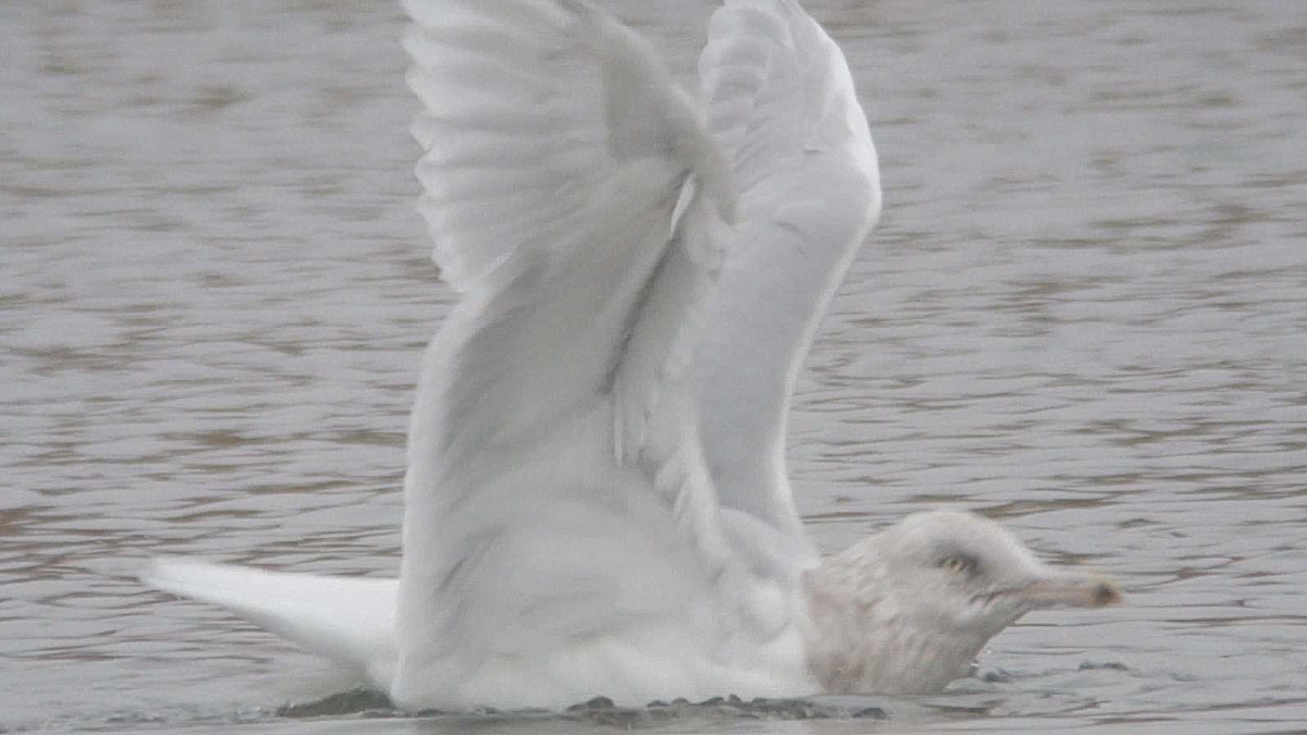 Glauc Ad 4w 4 AVL 21 01 2016.jpg