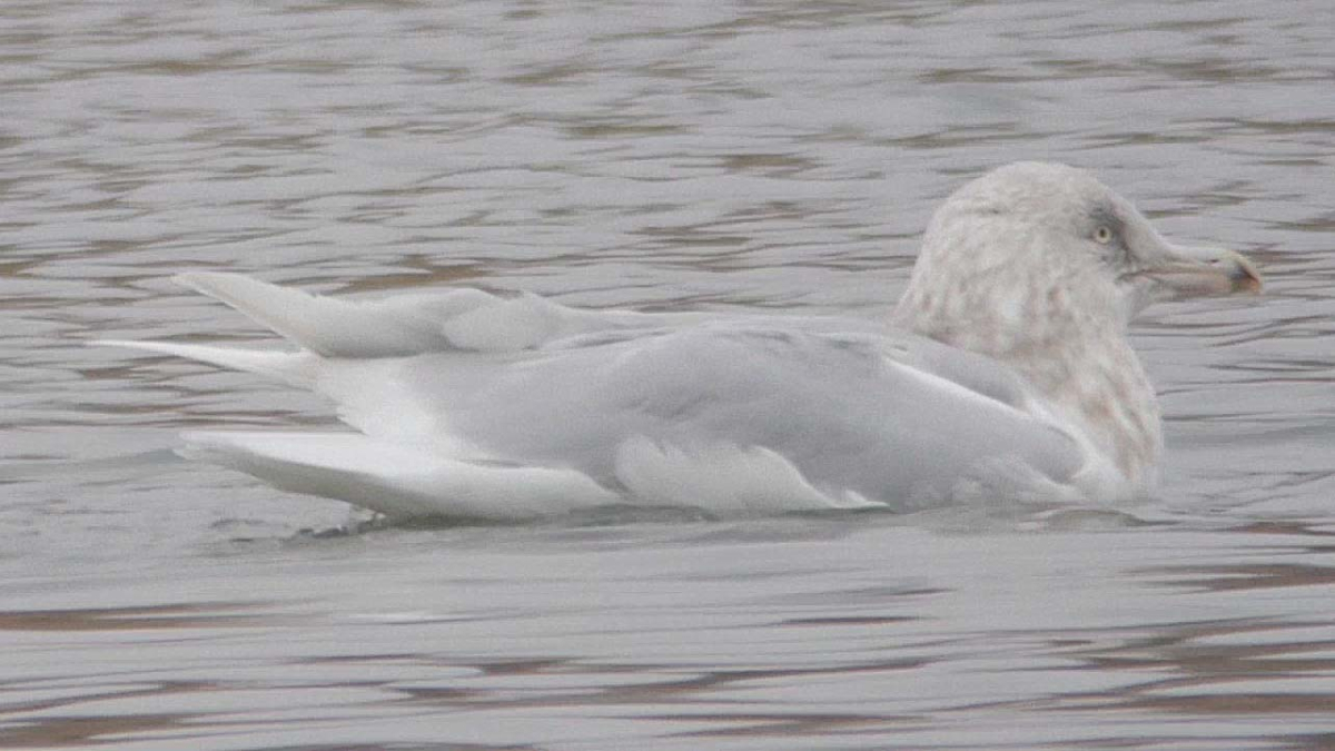 Glauc Ad 4w 5 AVL 21 01 2016.jpg