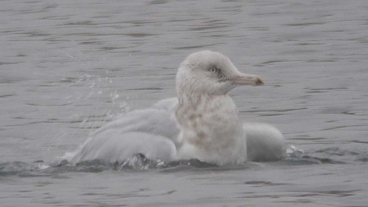 glauc ad 4w AVL 21 01 2016.jpg