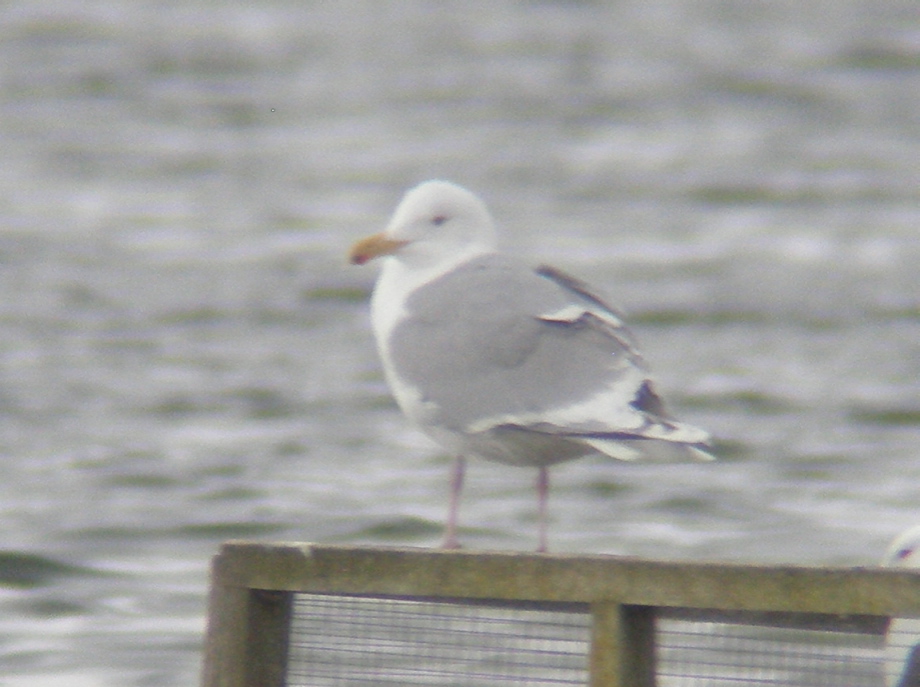 Herring Gull a1edl.jpg