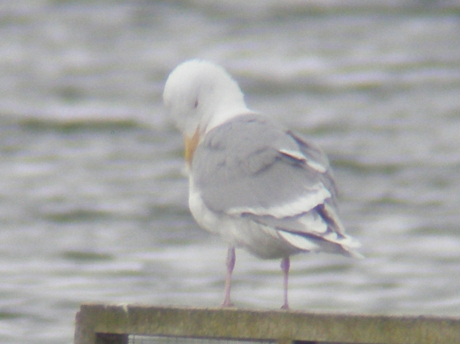 Herring Gull a2edl.jpg