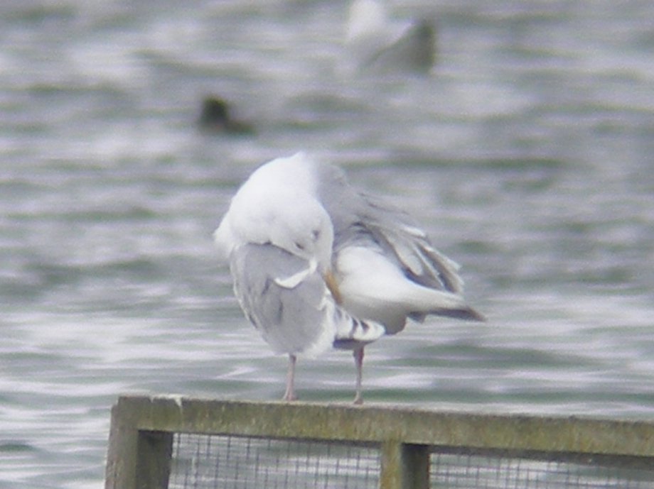 Herring Gull a3edl.jpg