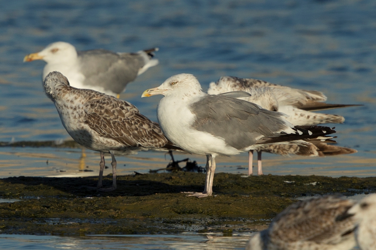 Gull Sp. BQ4R2048 Ashdod 30.9.16.jpg