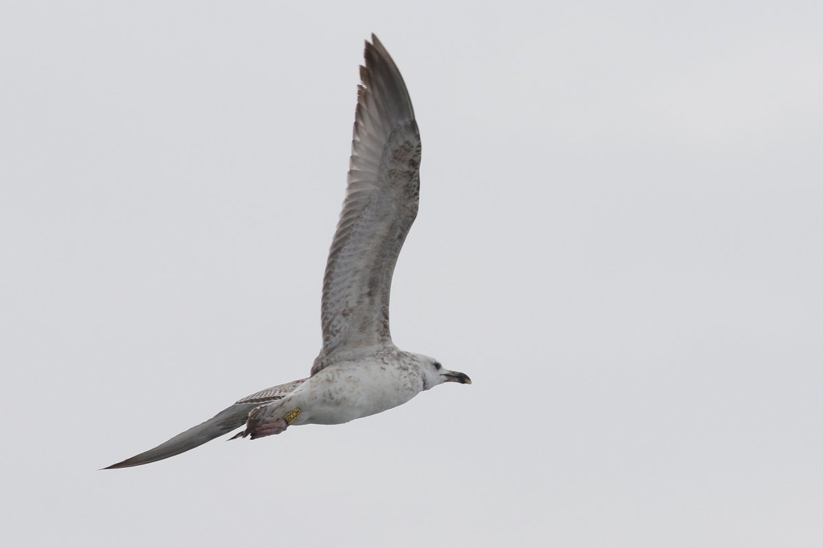 1W8A0720Caspian Gull.jpg