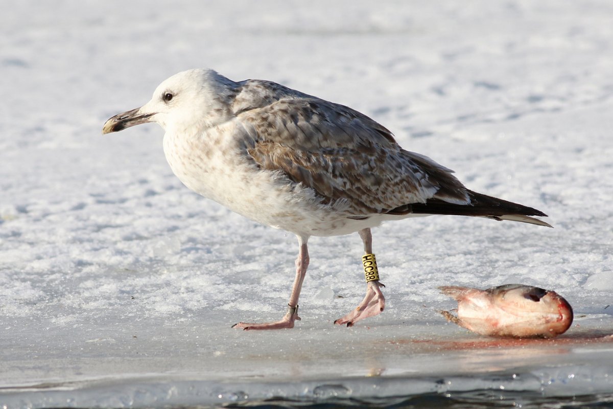 1W8A1676Caspian Gull HCC88gr.jpg