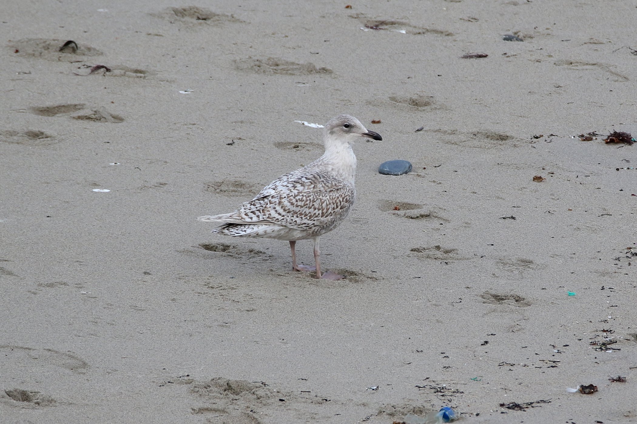 Viking Gull a.jpg