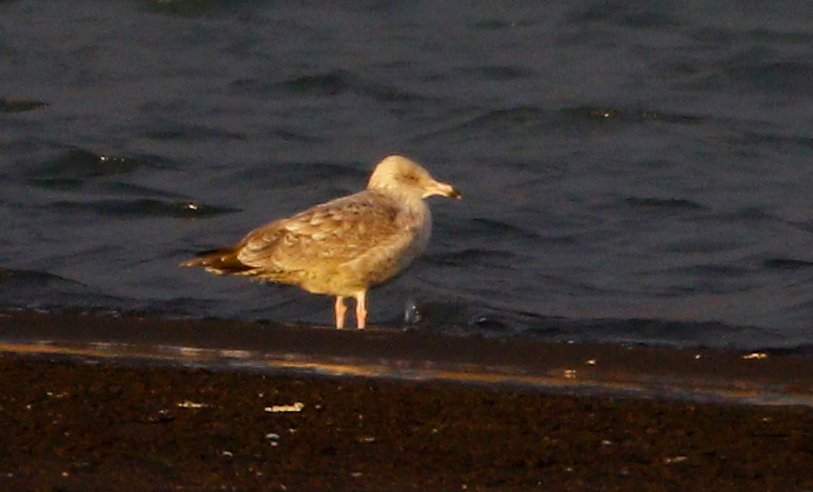 Strandmáfur2_18.jpg