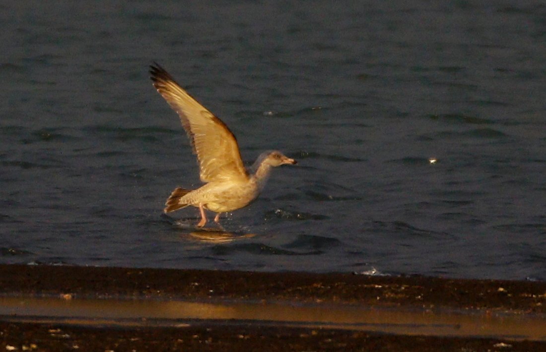 Strandmáfur3_18.jpg