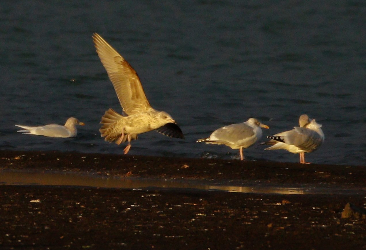 Strandmáfur7_18.jpg