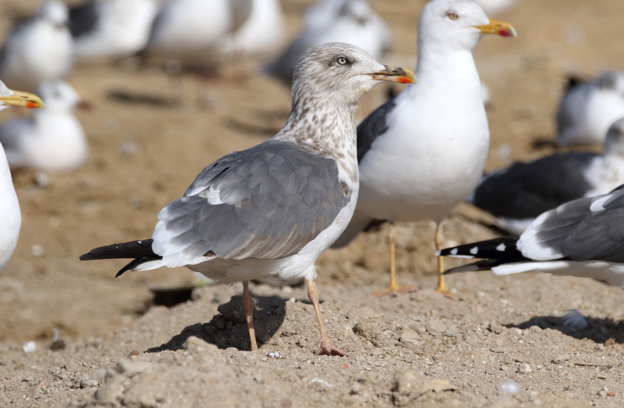 Gaviota d.jpg