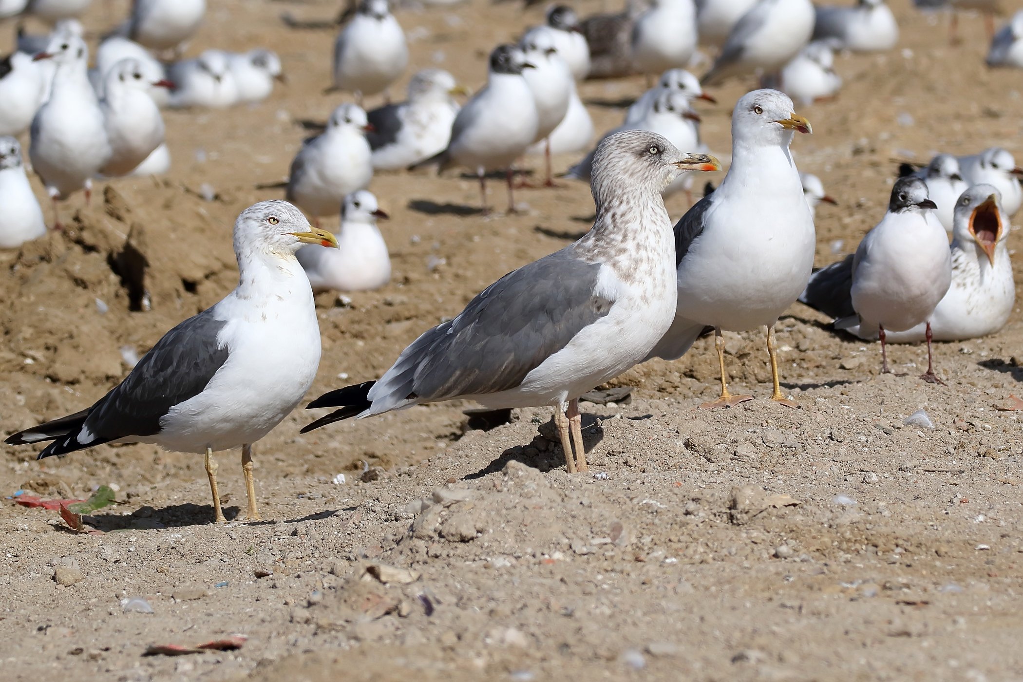 Gaviota f.jpg