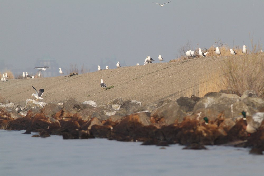 Kolonie_meeuwen_Lelystad_2019_3_30.jpg