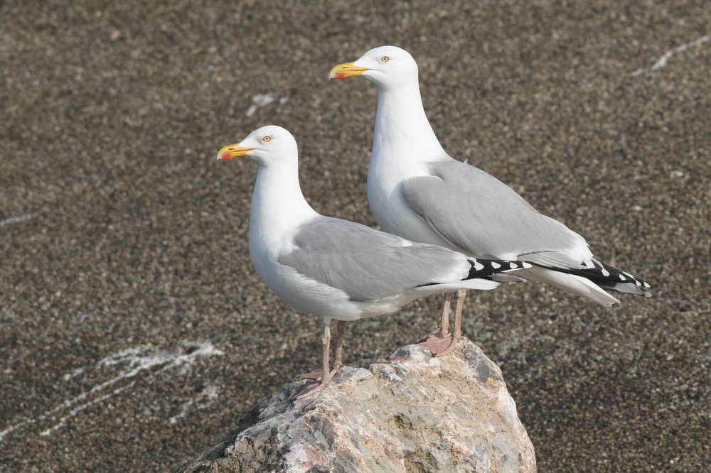 Zilvermeeuw_argenteus_ad_2019_3_30_Lelystad_kolonie_paar_AlbertdeJong.jpg