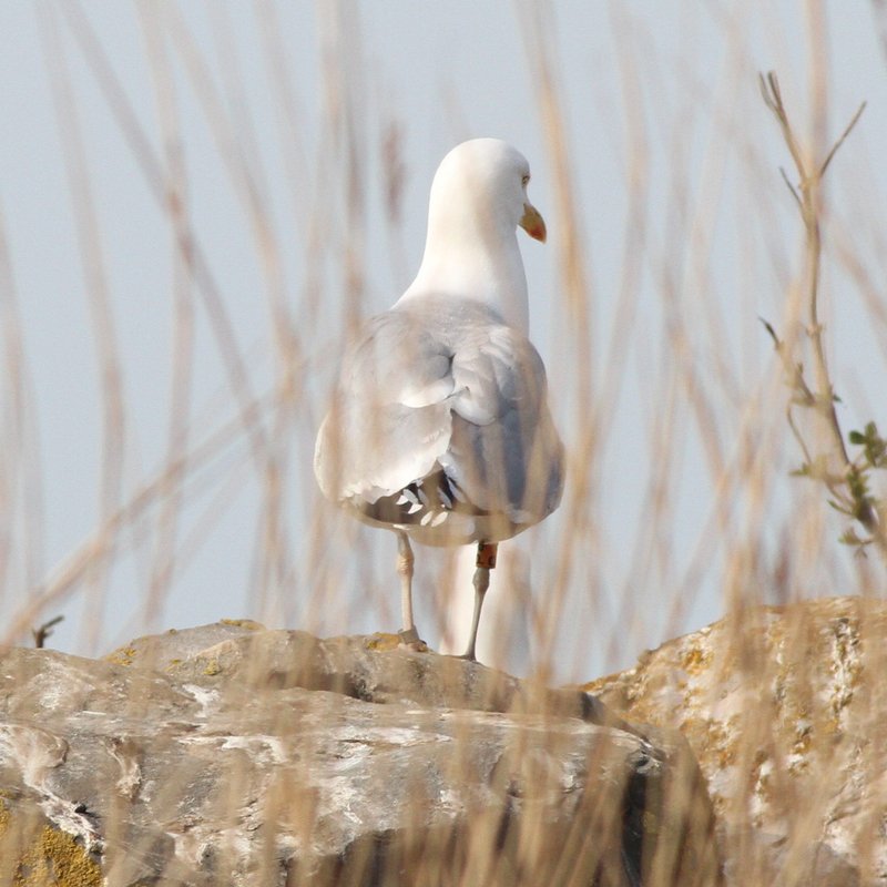 Zilvermeeuw_argenteus_ad_2019_3_30_Lelystad_kolonie_oP4_AlbertdeJong.jpg