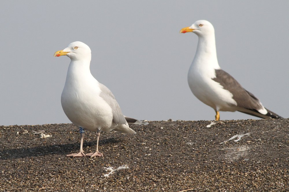 Zilvermeeuw_argenteus_ad_2019_3_30_Lelystad_kolonie_bRV_AlbertdeJong.jpg