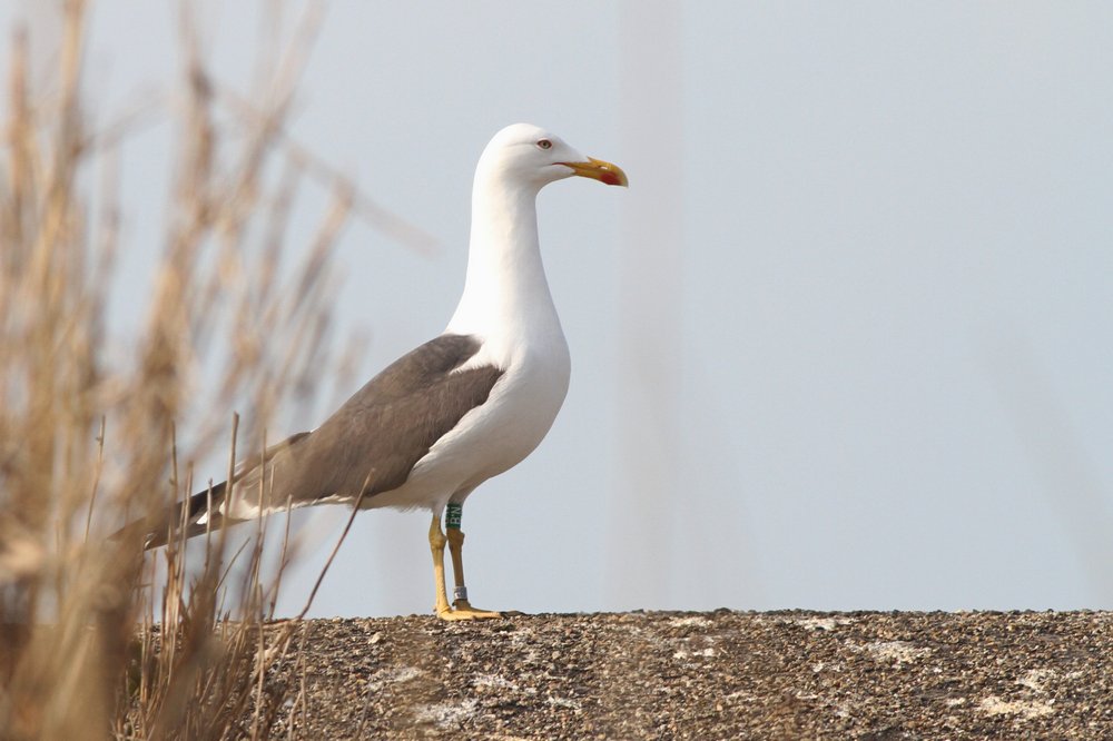 Kleine mantelmeeuw_ad_2019_30_3_Lelystad_gBN_AlbertdeJong.jpg