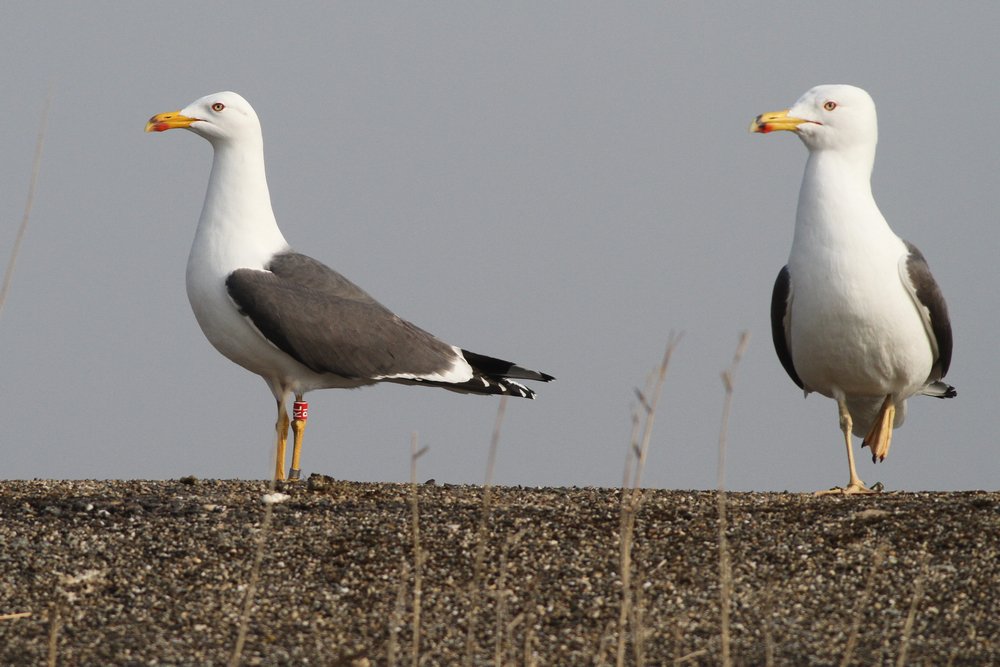 Kleine mantelmeeuw_ad_2019_30_3_Lelystad_rRL_ensubadult_AlbertdeJong.jpg