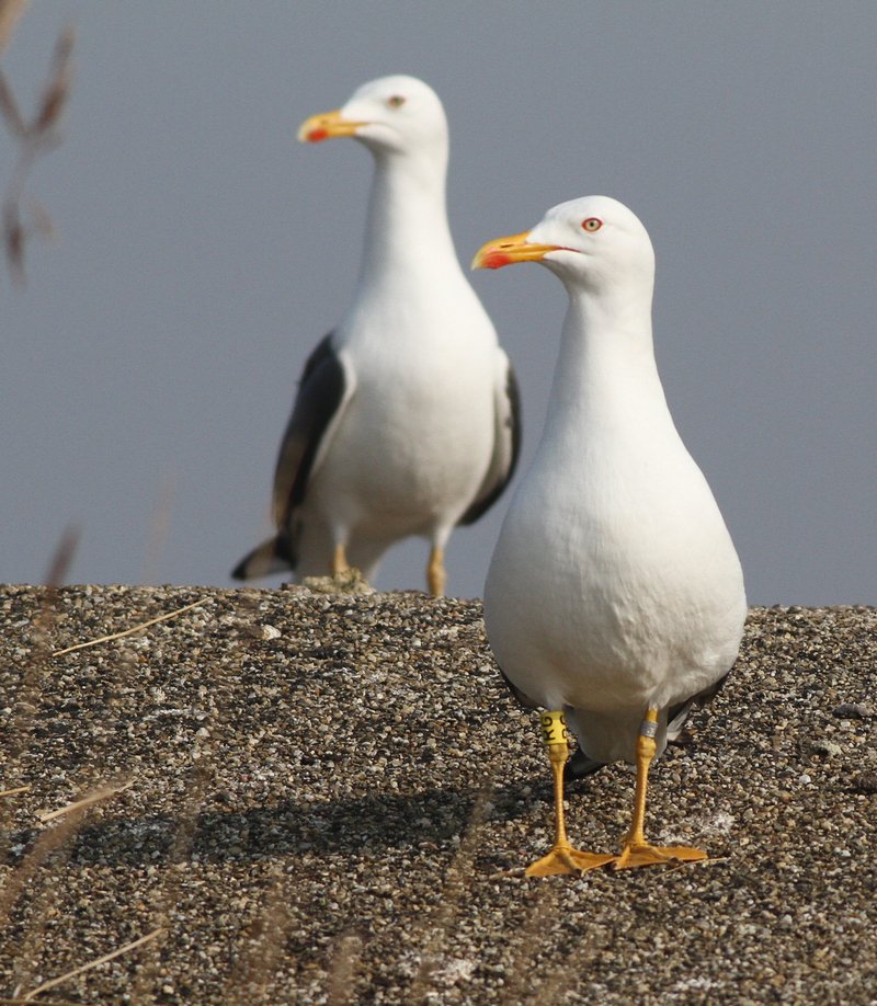 Kleine mantelmeeuw_ad_2019_30_3_Lelystad_yRG_AlbertdeJong.jpg