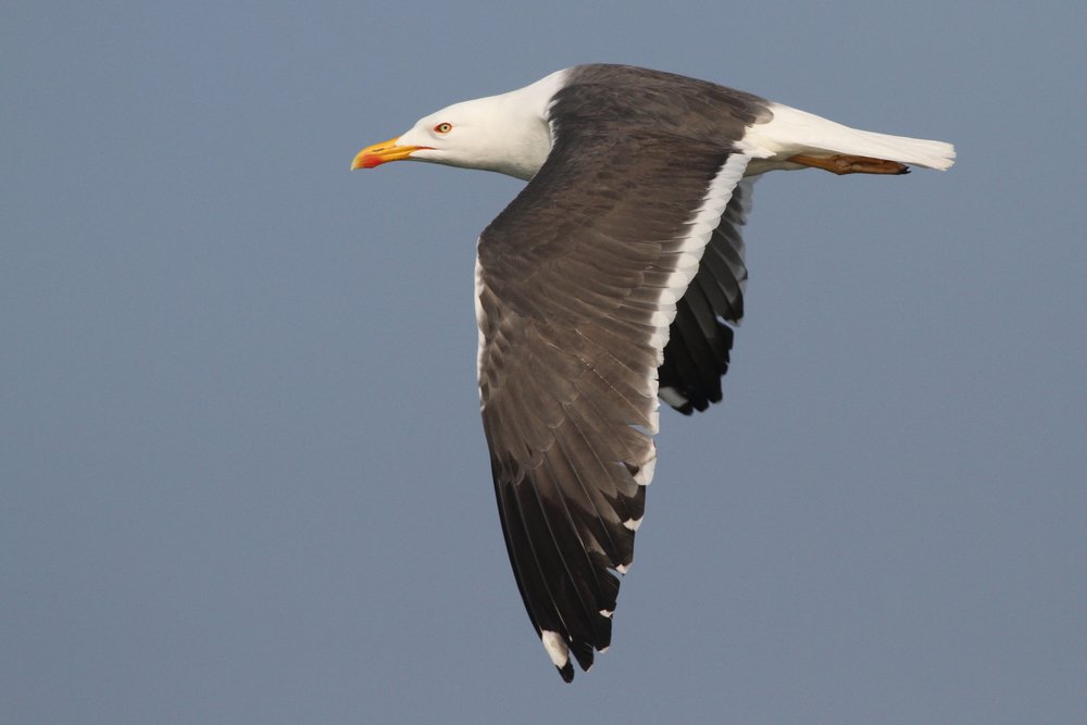 Kleine mantelmeeuw_ad_2019_30_3_Lelystad_yRG_vliegend_AlbertdeJong.jpg