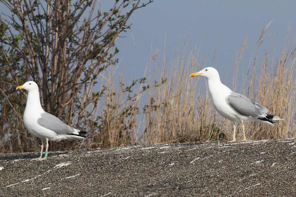 PontischeMeeuw_cachinnans_2019_3_30_pair1_Lelystad_XLDTfemale_partner_AlbertdeJong2.jpg