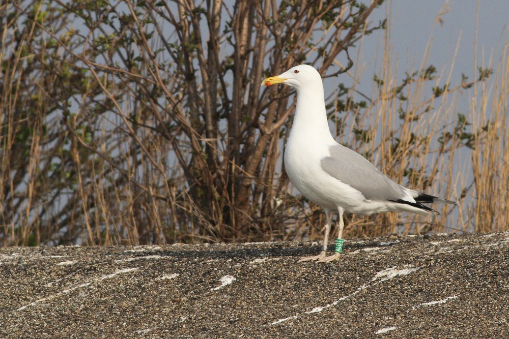 PontischeMeeuw_cachinnans_2019_3_30_pair1_Lelystad_XLDTfemale_AlbertdeJong.jpg