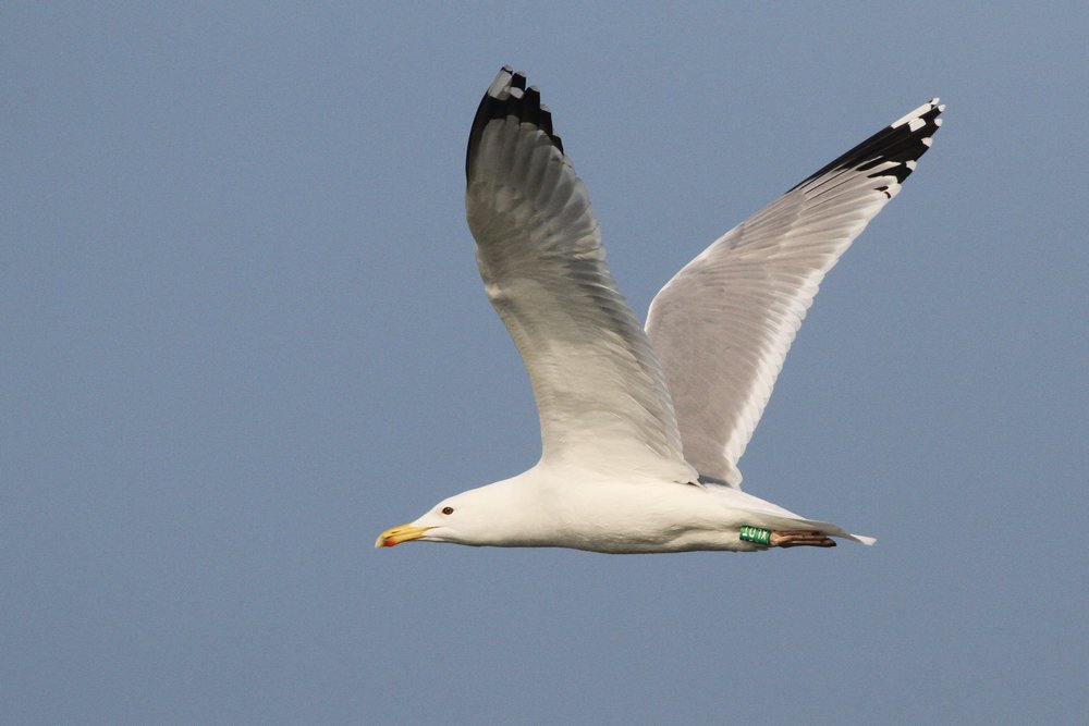 PontischeMeeuw_cachinnans_2019_3_30_pair1_Lelystad_XLDTfemale_AlbertdeJong2.jpg