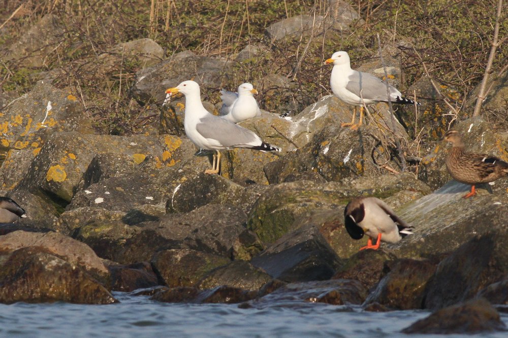 PontischeMeeuw_cachinnans_2019_3_30_pair2_man_metwssMicha_AlbertdeJong.jpg