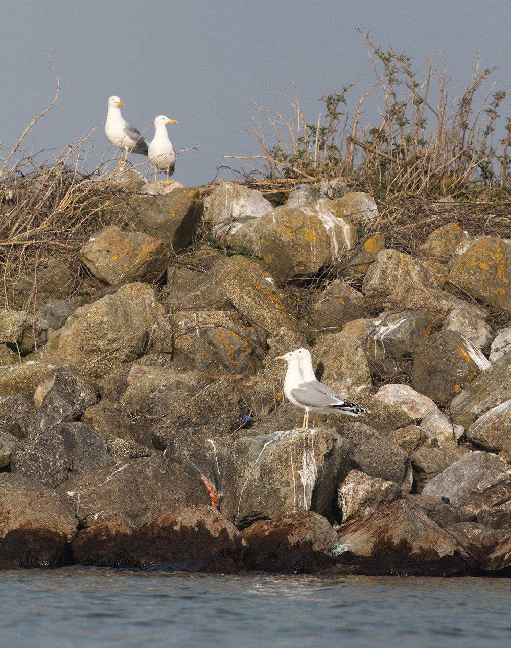 PontischeMeeuw_cachinnans_2019_3_30_pair3and4_Lelystad_geelvooraan_PSEVenpartnerachteraan_AlbertdeJong1.jpg