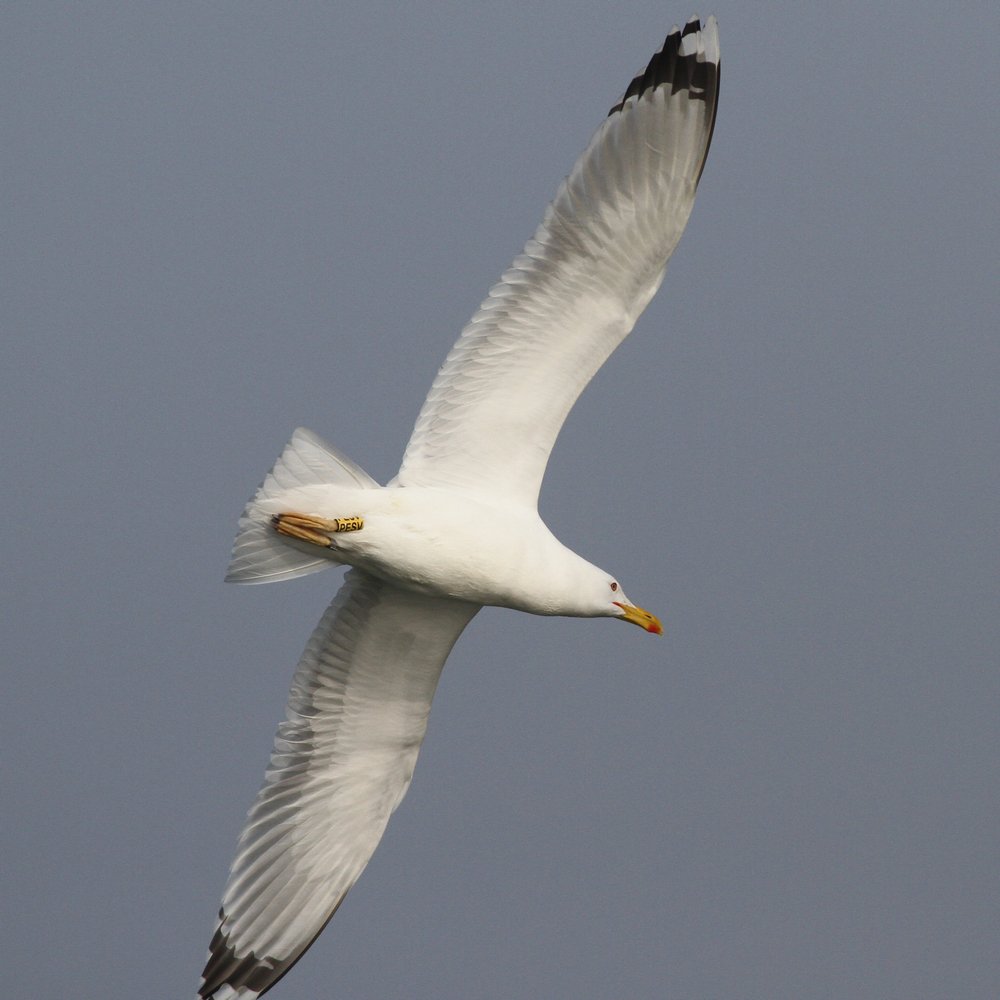 PontischeMeeuw_cachinnans_2019_3_30_pair4_Lelystad_mangeelPSEV_AlbertdeJong.jpg