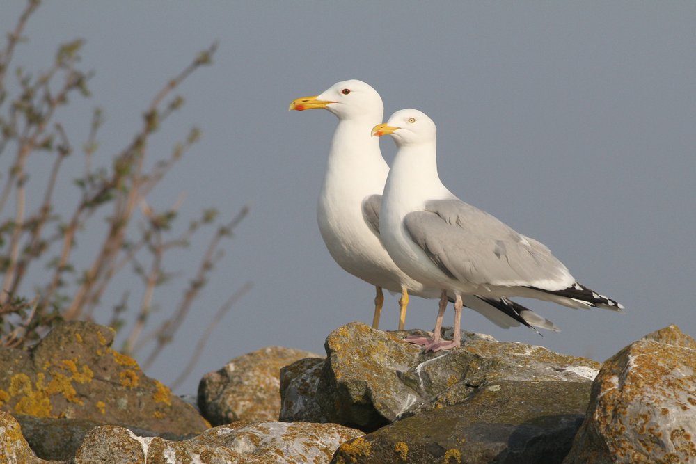 PontischeMeeuw_cachinnans_2019_3_30_pair5_Lelystad_gepaardmetZilver_AlbertdeJong1.jpg