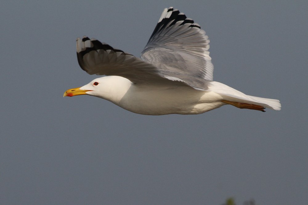 PontischeMeeuw_cachinnans_2019_3_30_pair5_Lelystad_gepaardmetZilver_AlbertdeJong2.jpg