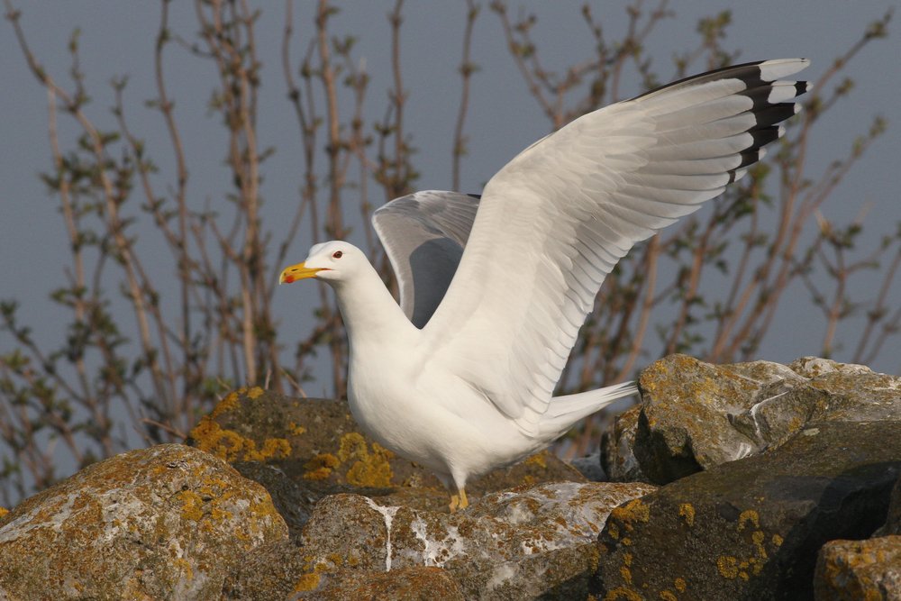 PontischeMeeuw_cachinnans_2019_3_30_pair5_Lelystad_gepaardmetZilver_AlbertdeJong3.jpg