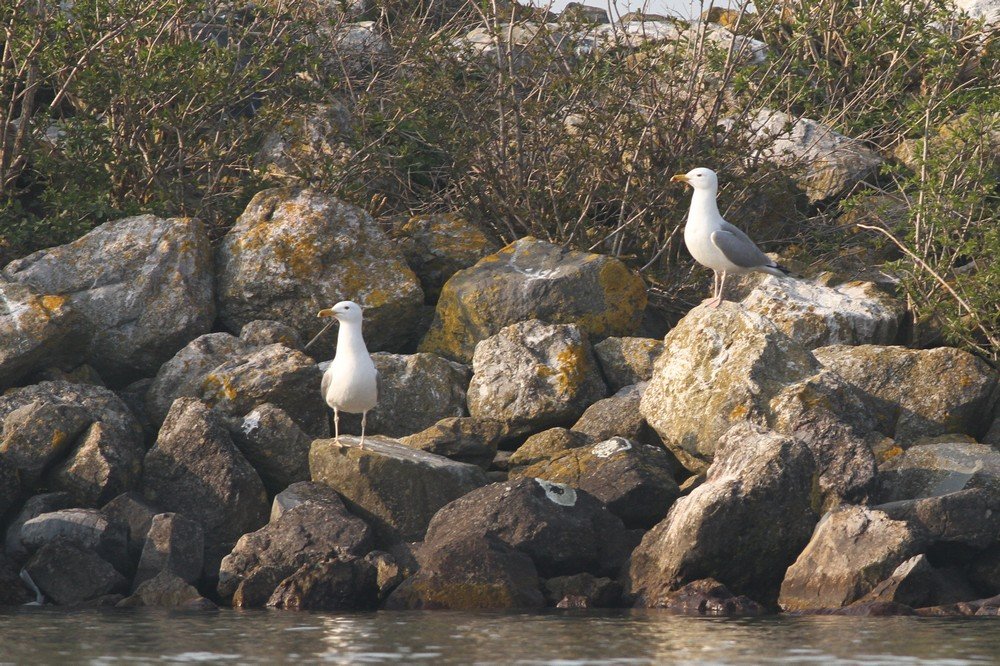 PontischeMeeuw_cachinnans_2019_3_30_pair6_Lelystad_AlbertdeJong.jpg