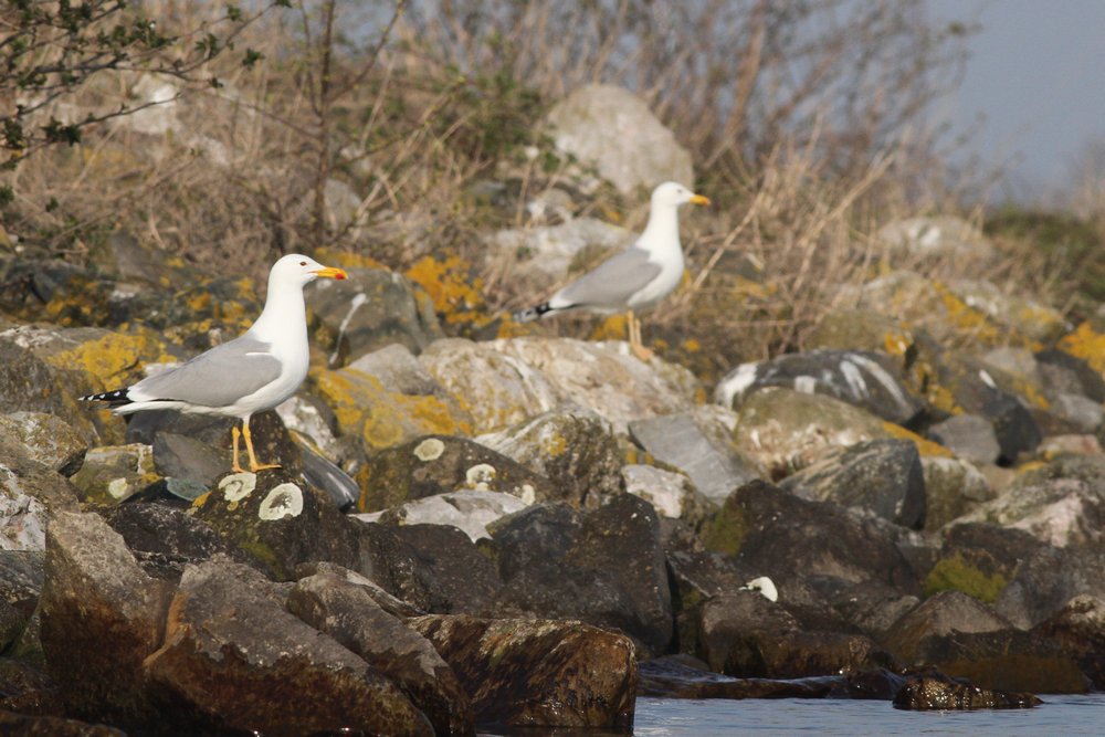 PontischeMeeuw_cachinnans_2019_3_30_pair7_Lelystad_AlbertdeJong.jpg