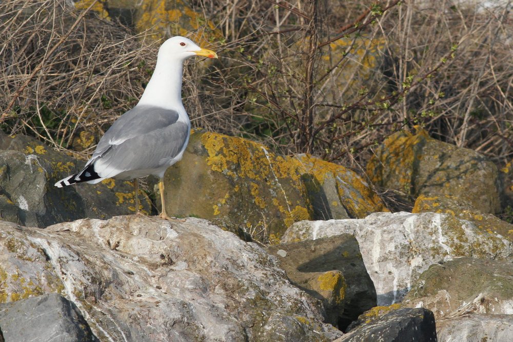 PontischeMeeuw_cachinnans_2019_3_30_pair7_Lelystad_AlbertdeJong2.jpg